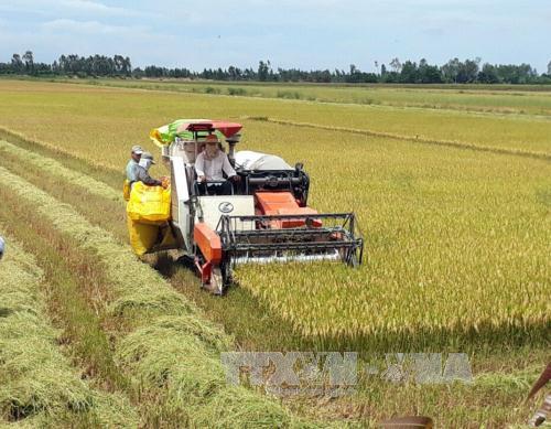  Lúa Hè Thu tại Trà Vinh: Thắng cả sản lượng và lợi nhuận 